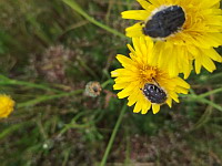 Dark Flower Scarab (ph. Mrugala F., Chiroubles, juin 2021)(3), 